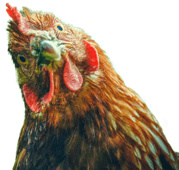 Nahaufnahme eines Huhns mit lebendigem Ausdruck und gefiedertem Kopf.