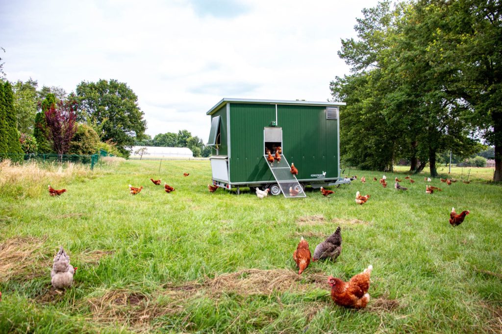 Ein mobiler Hühnerstall steht auf einer Wiese, umgeben von zahlreichen herumlaufenden Hühnern.